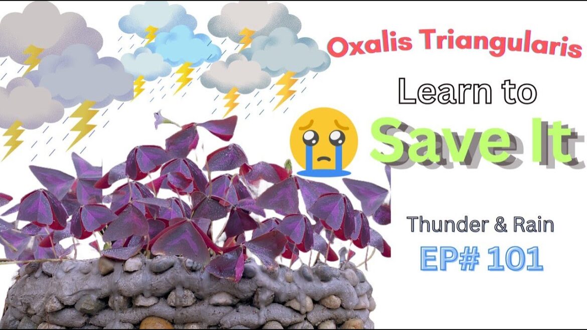 Expert Gardener Shares Top Tips to Save Oxalis Triangularis from Rain #ep101 Expert Gardener Shares Top Tips to Save Oxalis Triangularis from Rain #ep101