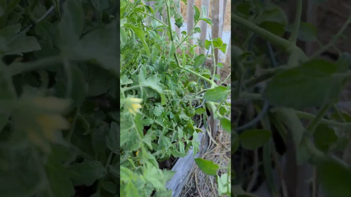 Front Yard Permaculture Garden Update (Summer 2024) #permaculture #urbangardening Front Yard Permaculture Garden Update (Summer 2024) #permaculture #urbangardening