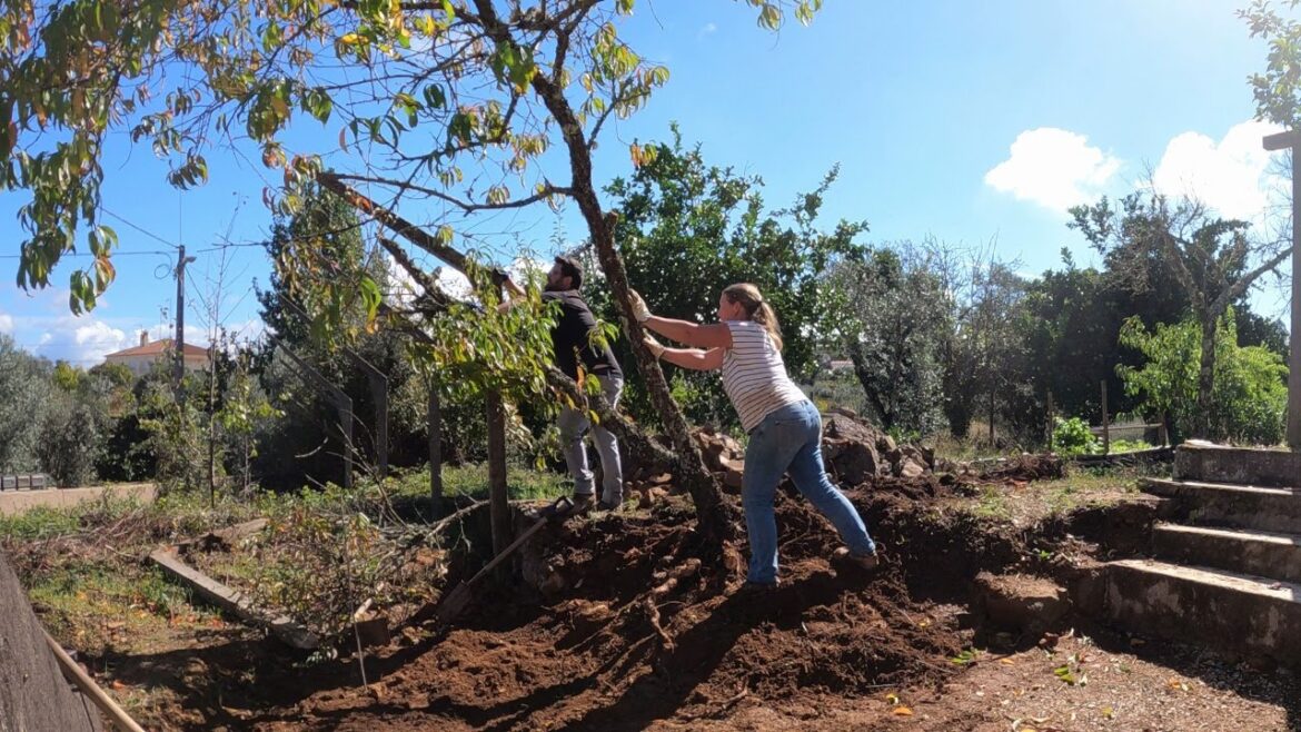 Landscaping: Part One of MANY Landscaping: Part One of MANY