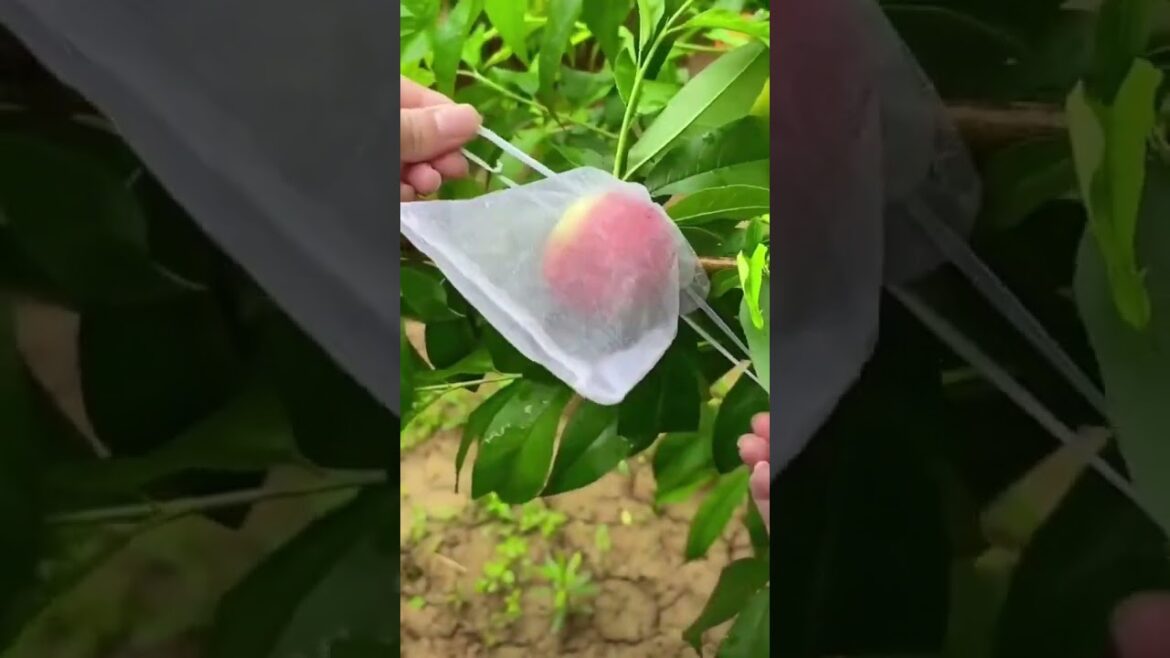 beautiful vegetable π₯¦π₯π½ plant right at home! From leafy vegetables #Shorts #NatureAthime beautiful vegetable π₯¦π₯π½ plant right at home! From leafy vegetables #Shorts #NatureAthime