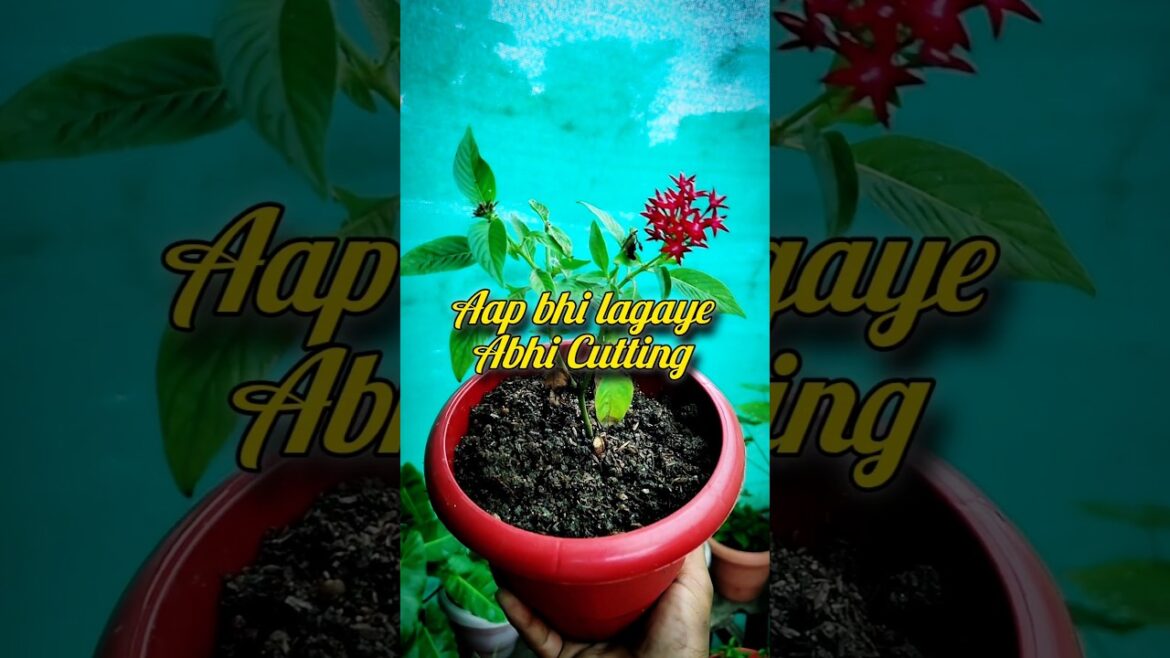 Tips For Cutting Grow | How To Grow Cutting #shortvideo #garden #gardening #shorts Tips For Cutting Grow | How To Grow Cutting #shortvideo #garden #gardening #shorts