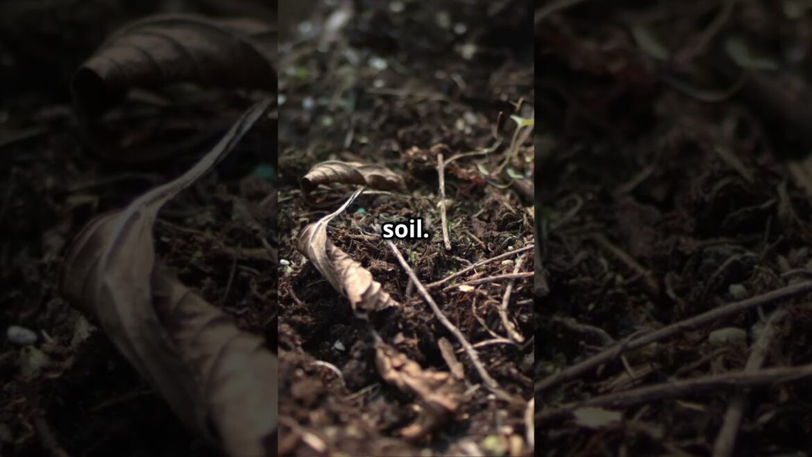 Backyard Vegetable Garden in 40 Seconds #vegetablegardening #backyardgardening #growingvegetables