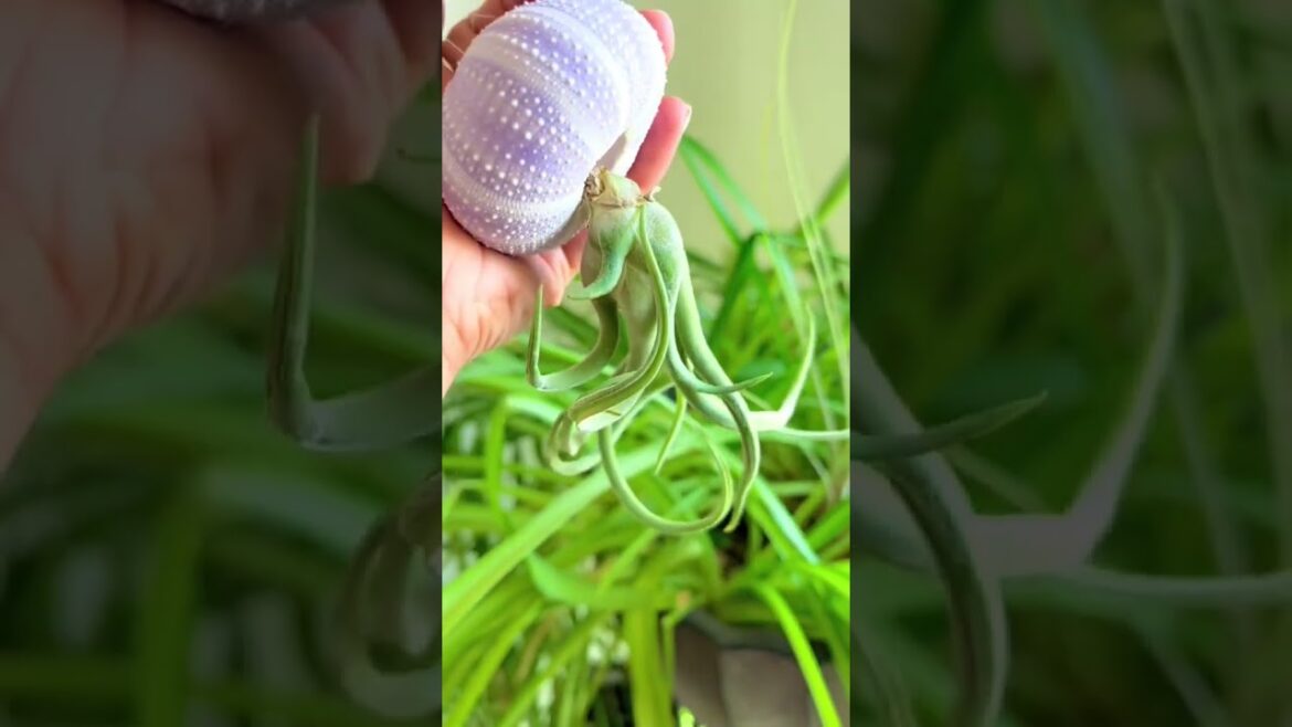 awesome idea for your #airplants #diy #planttok #plants #houseplants