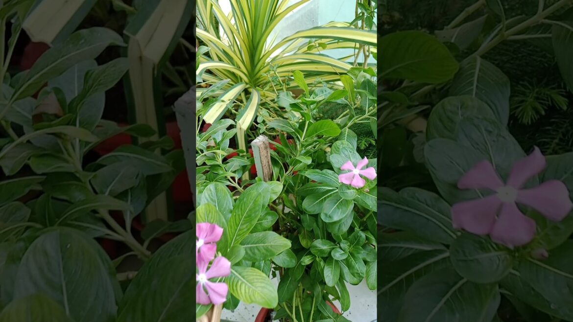 I used  Onion Peels in my garden#shorts#gardening#onion peel #viralshorts