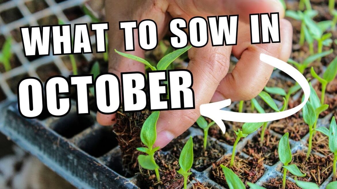 Seeds to sow this October | Gardening and Allotment Tips