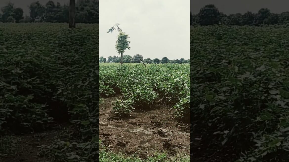 From Plow to Profit: How This Farmer Became a Trading Pro From Plow to Profit: How This Farmer Became a Trading Pro