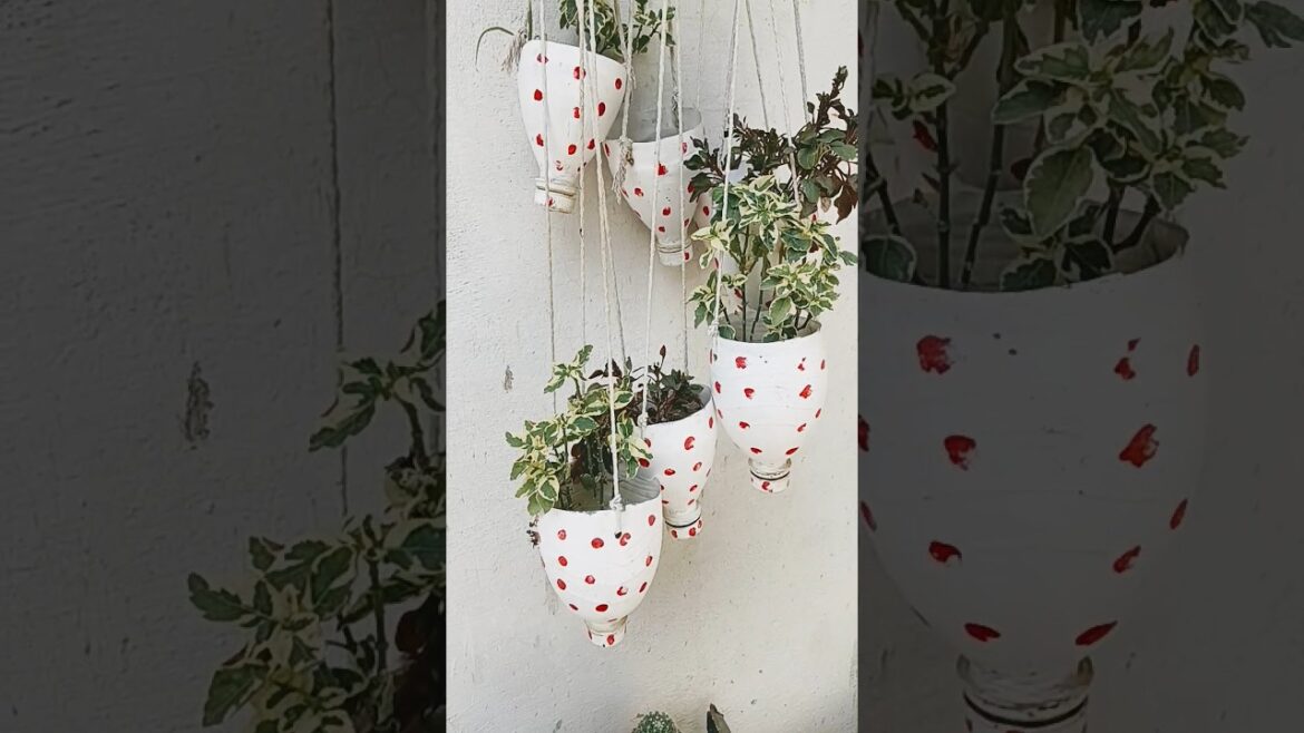 home टैरेस गार्डेन ओवरव्यू|garden|garden tips inhindi|garde & craft area ytshort|short feed|shirts