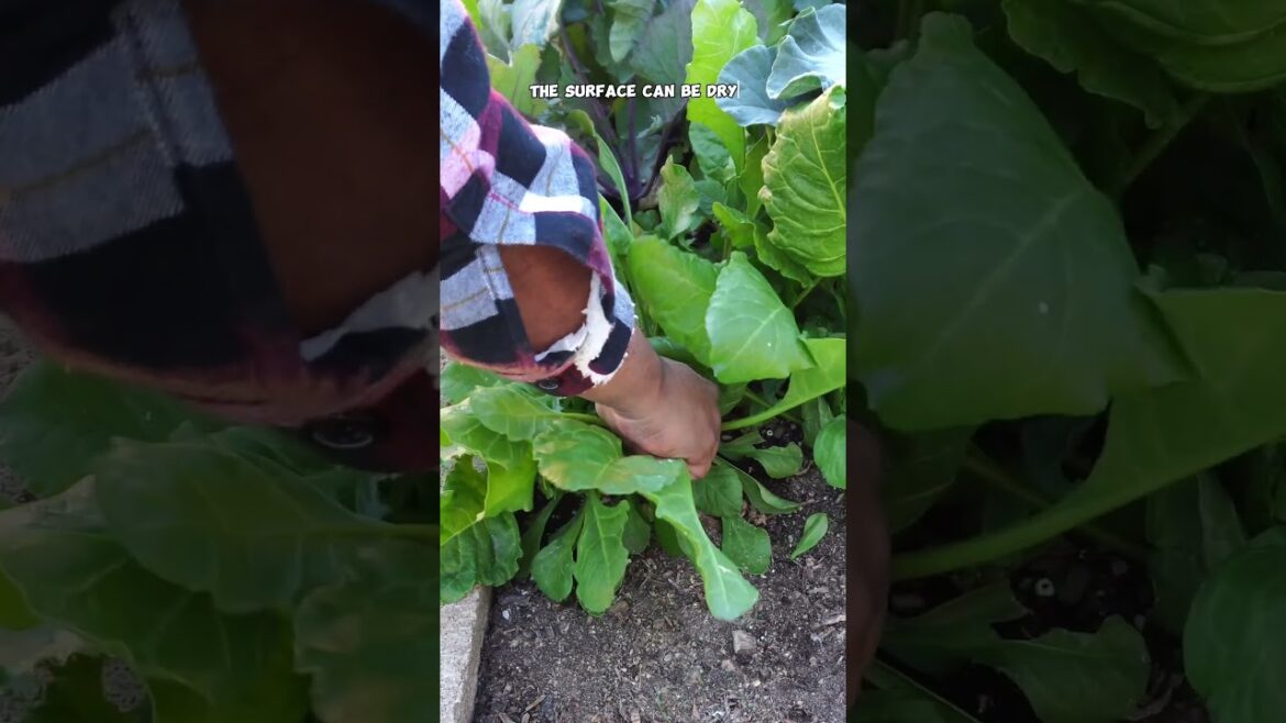 California Gardening: Grow Spinach in Your Garden | Health Benefits & Fall Planting Tips 🌿 Grow Spinach in Your Garden | Health Benefits & Fall Planting Tips 🌿