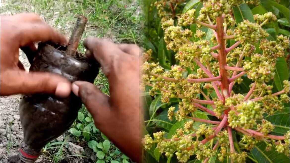 Easy growing fruit plants at home_Best medicine for mango tree #gardening