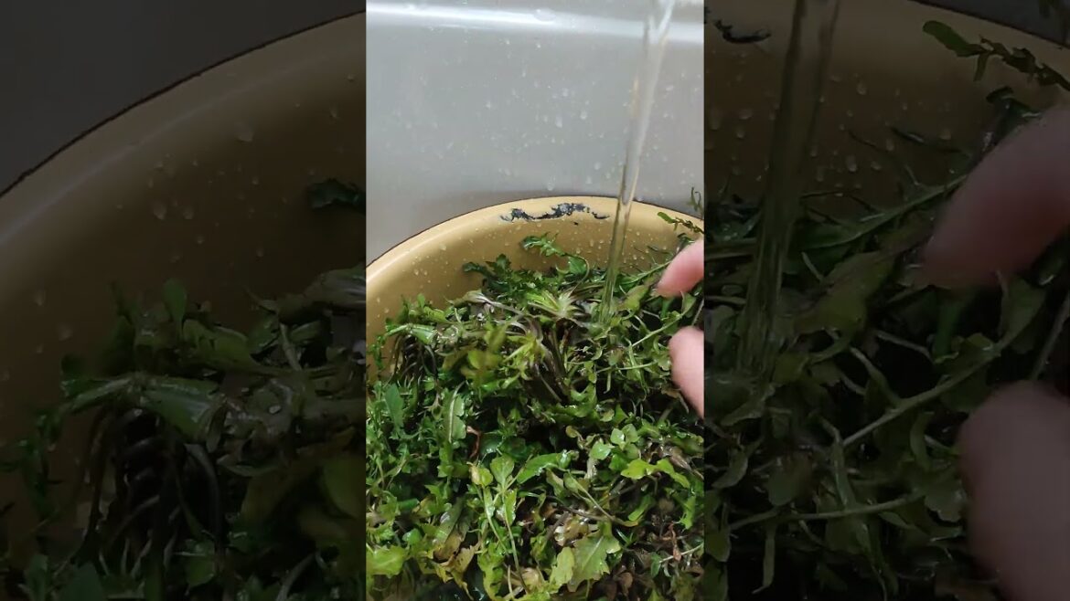 345 Do you recognize this Chinese wild vegetable?#shorts