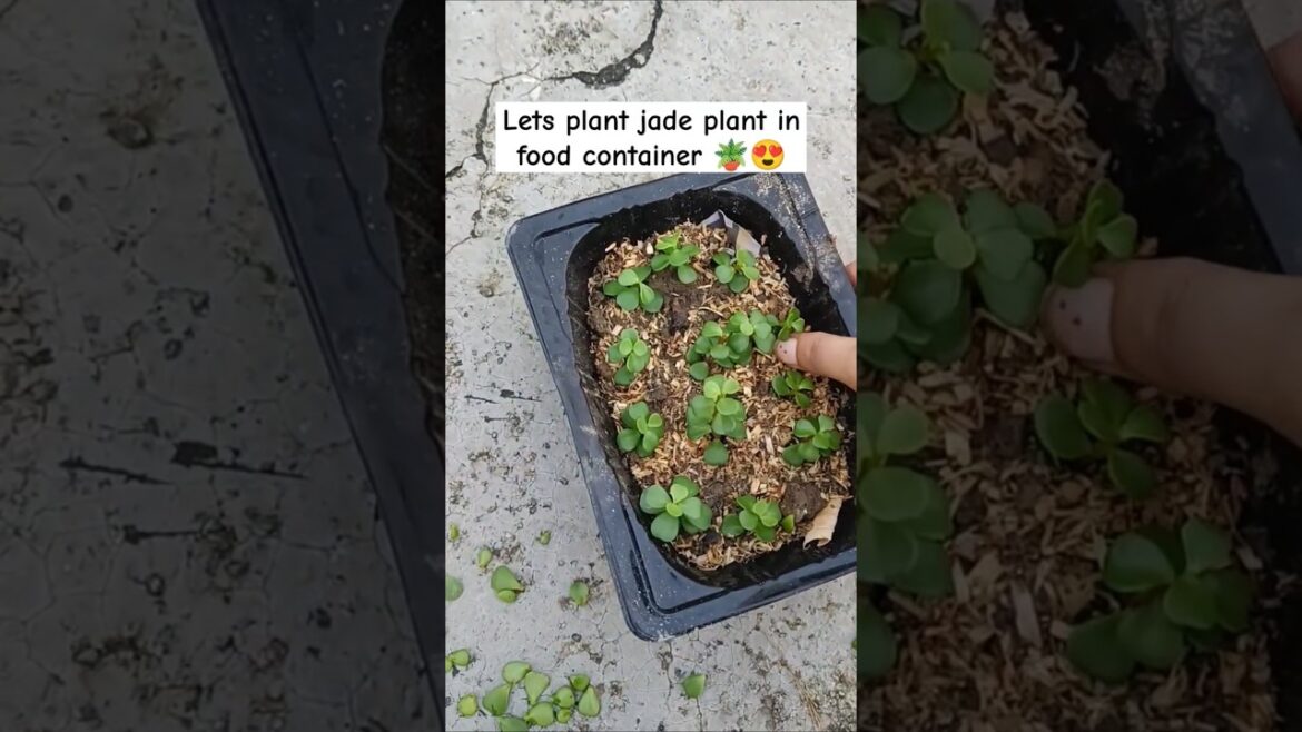 I Grew 100 Jade Plants From Just One Cutting