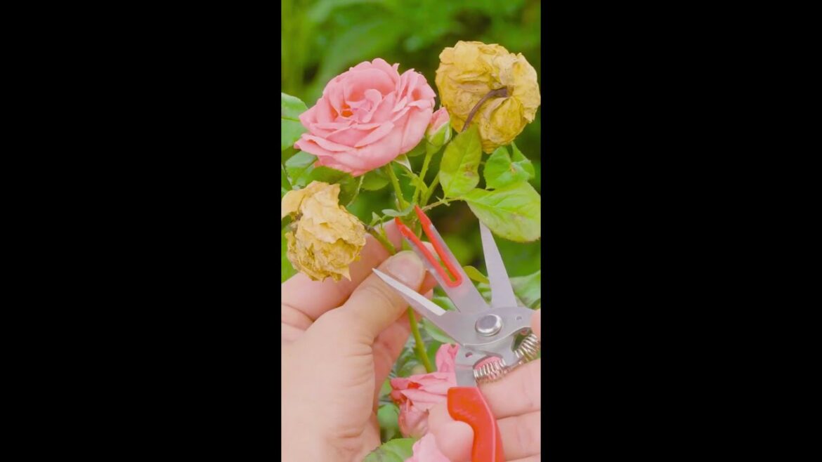 Creative garden hacks 🌸🛠️ Creative garden hacks 🌸🛠️