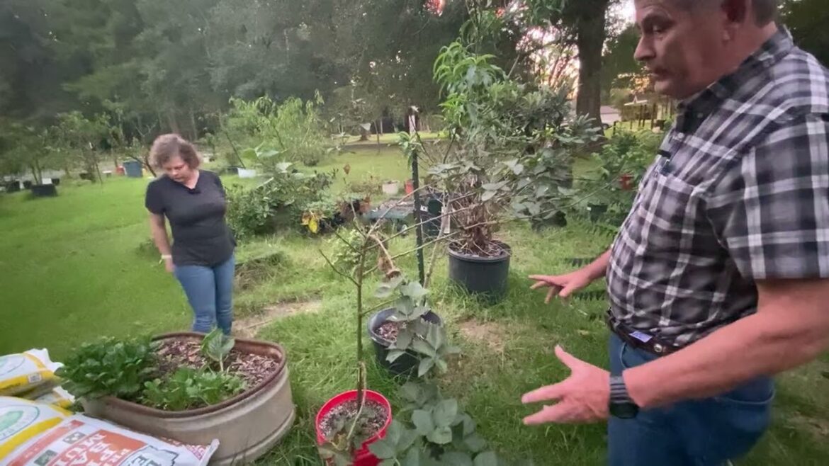 Fall Garden Tour of my Zone 9 Container Garden.