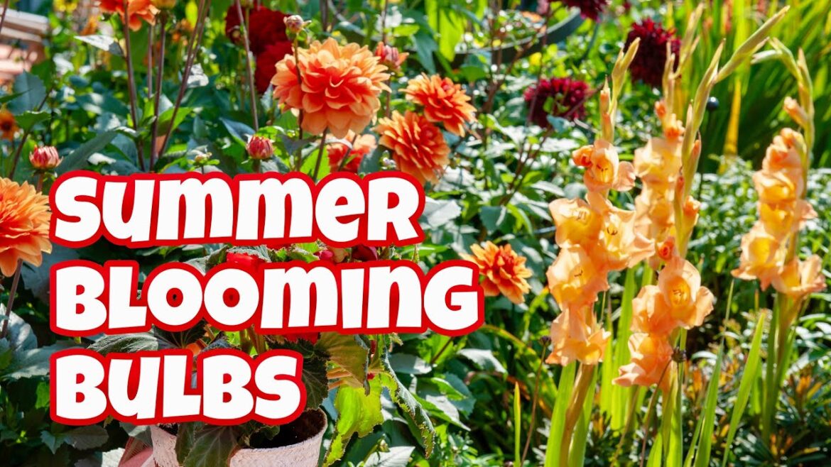 Plant These Bulbs NOW for Beautiful Summer Blooms! Container Gardening Plant These Bulbs NOW for Beautiful Summer Blooms! Container Gardening