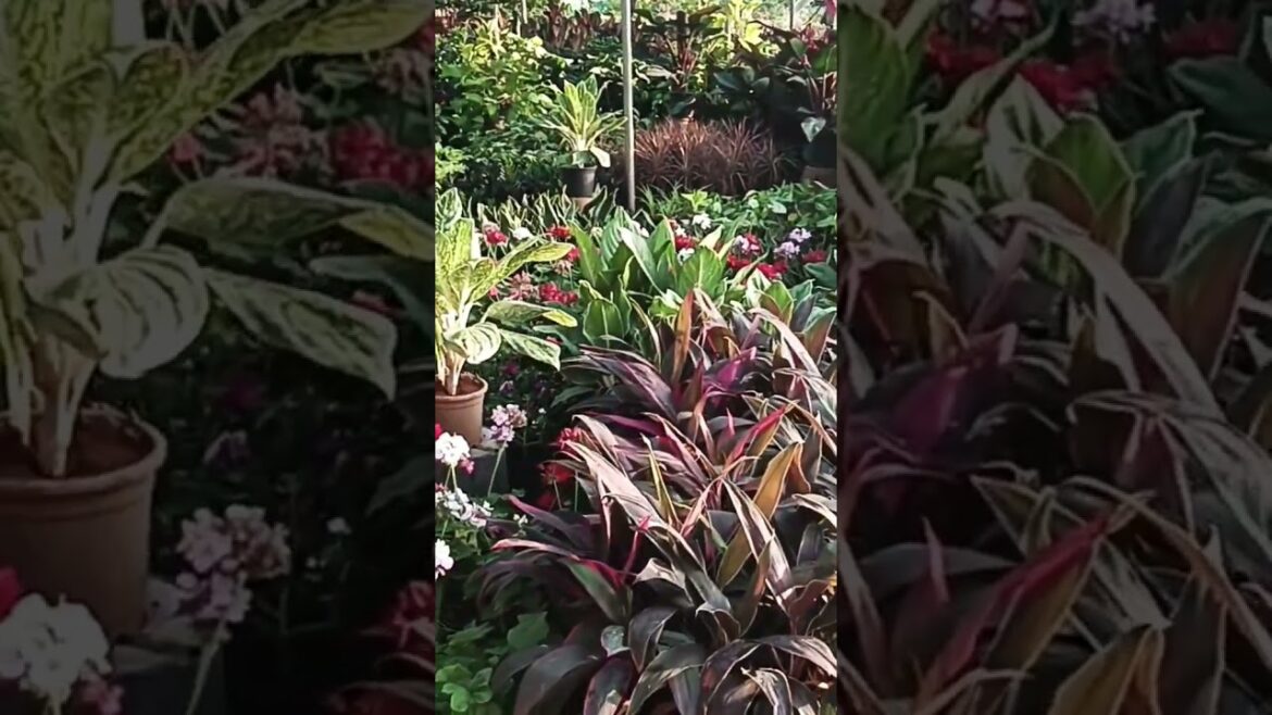 #gardening#nursery#మిద్దె తోట #shorts@orgakitchen