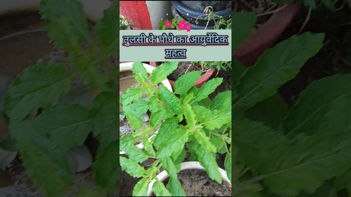 तुलसी के पौधे का आयुर्वेदिक महत्व !! #shorts#youtubeshorts#trending#funny#shortvideo#shortsfeed🌺🌼🌹♥️