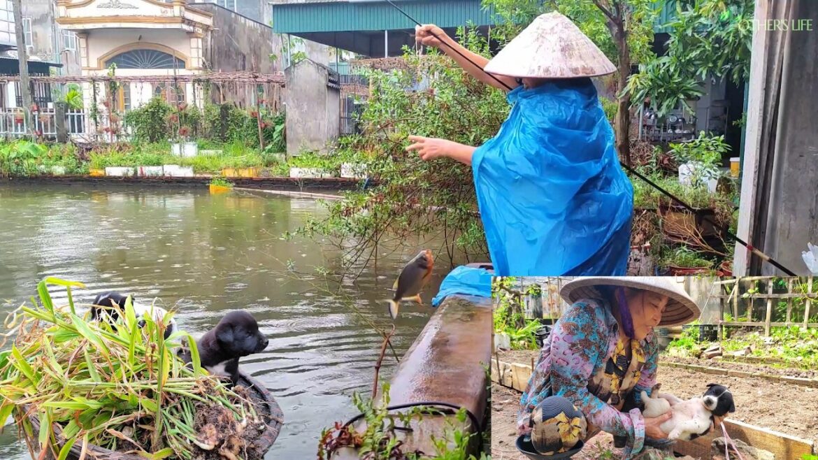 Vegetable gardening with cute puppies, It’s raining, fishing and cooking | mother’s life Vegetable gardening with cute puppies, It's raining, fishing and cooking | mother's life