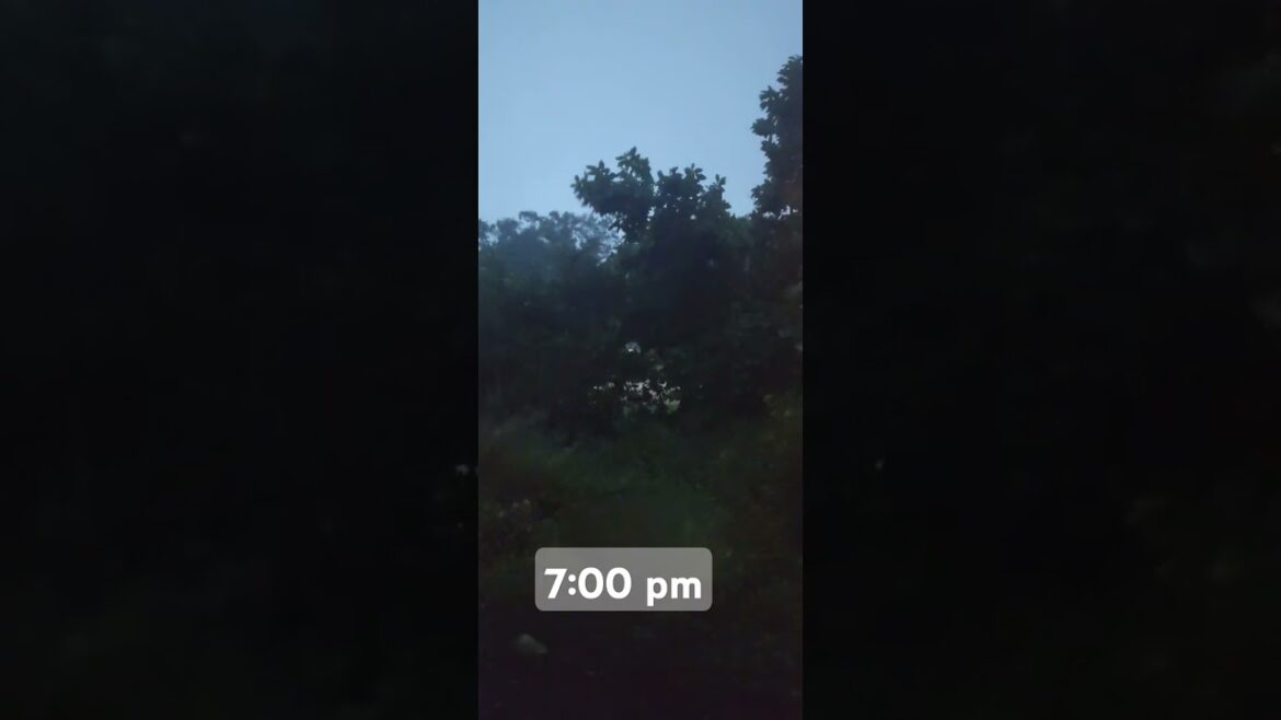 Front yard garden, St. Petersburg, Central Florida, Milton Hurricane #Milton #hurricane #fl