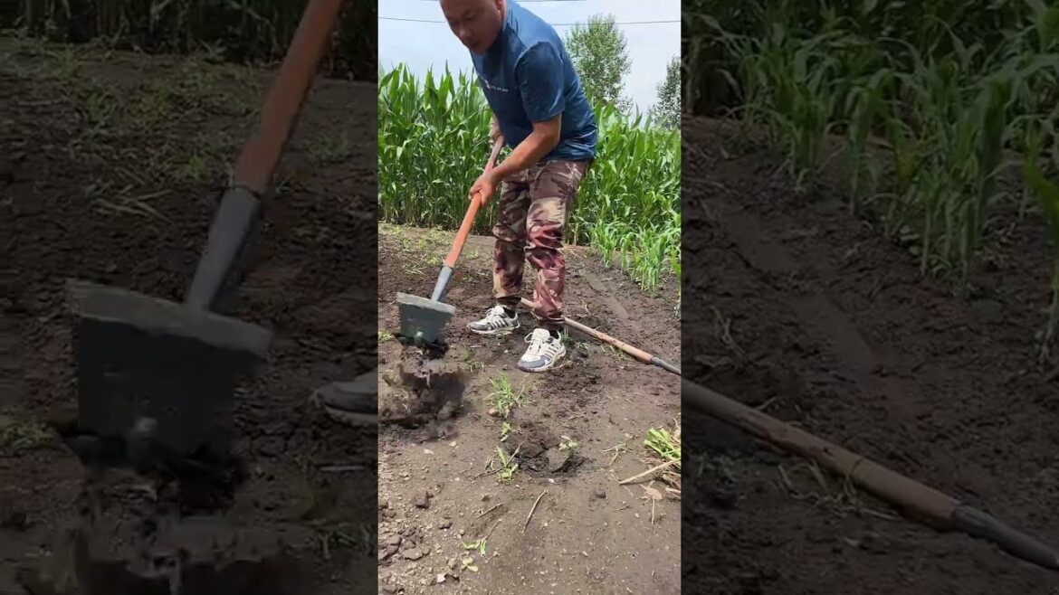 Rural Farmer of farmyard fantasies #12142