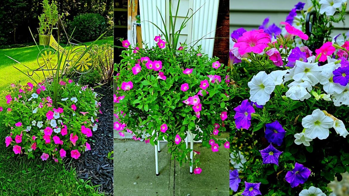 DIY FRONT YARD LANDSCAPING||HOW TO MAKE FLOWER HANGING BASKET DIY FRONT YARD LANDSCAPING||HOW TO MAKE FLOWER HANGING BASKET