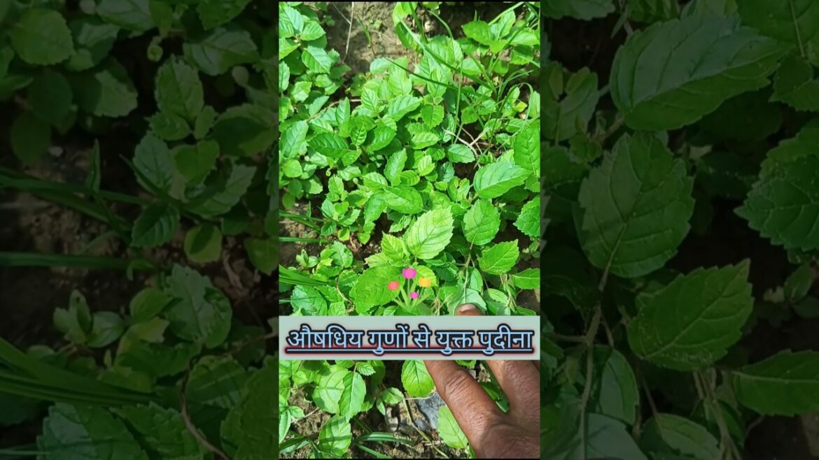 औषधि गुणों से युक्त पोदिना !! #shorts#youtubeshorts#trending#funny#shortvideo#shortsvideo#short🍇☘️ औषधि गुणों से युक्त पोदिना !! #shorts#youtubeshorts#trending#funny#shortvideo#shortsvideo#short🍇☘️