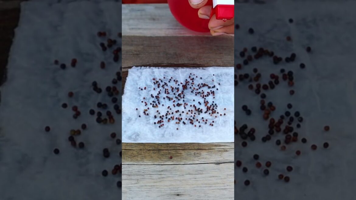 Container garden- Vegetables seedling #shorts #seedlingtrays #v87garden
