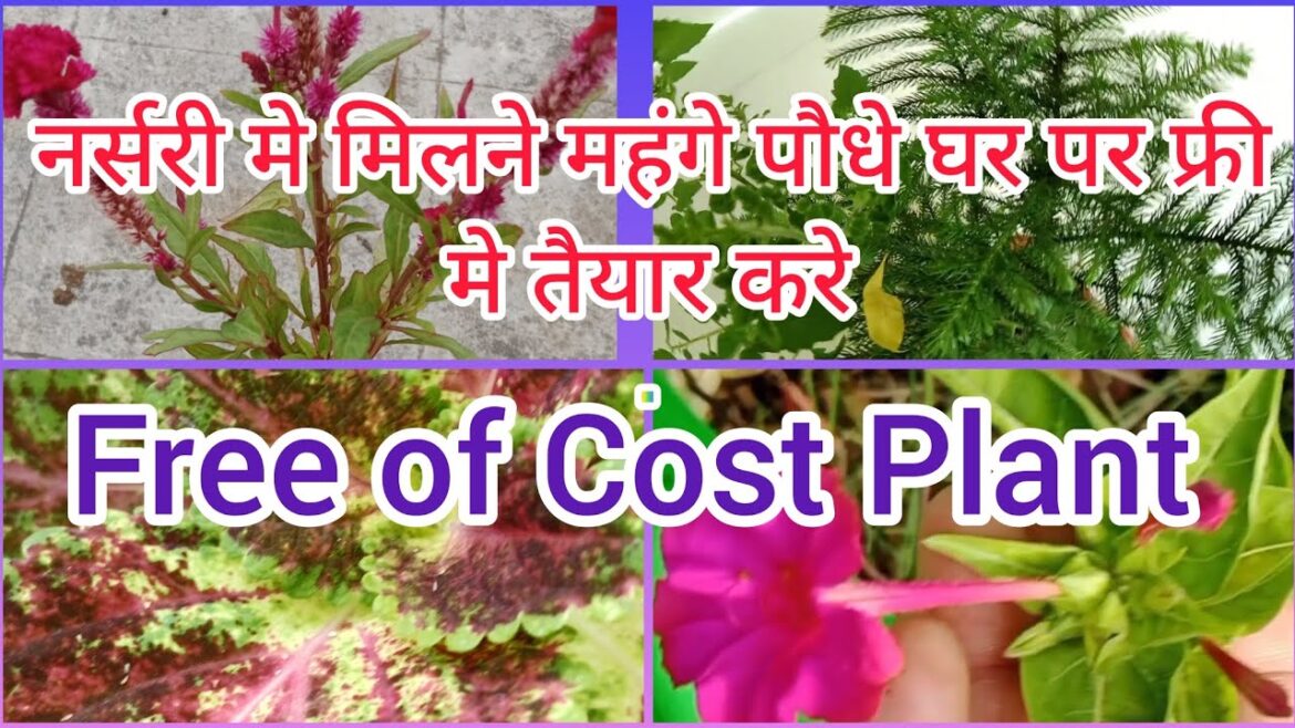 30+ महंगे व सुबसुरत पौधे जो एकदम Free में पाये /Free of cost plant #gardening#grow cutting #plants