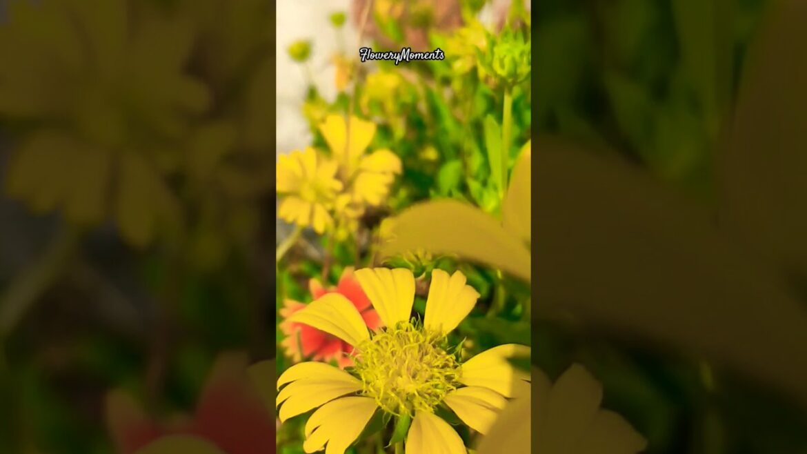 Terrace garden overview π|#nature #terracegarden #trending #gardendesign #shortsviral #garden Terrace garden overview π|#nature #terracegarden #trending #gardendesign #shortsviral #garden