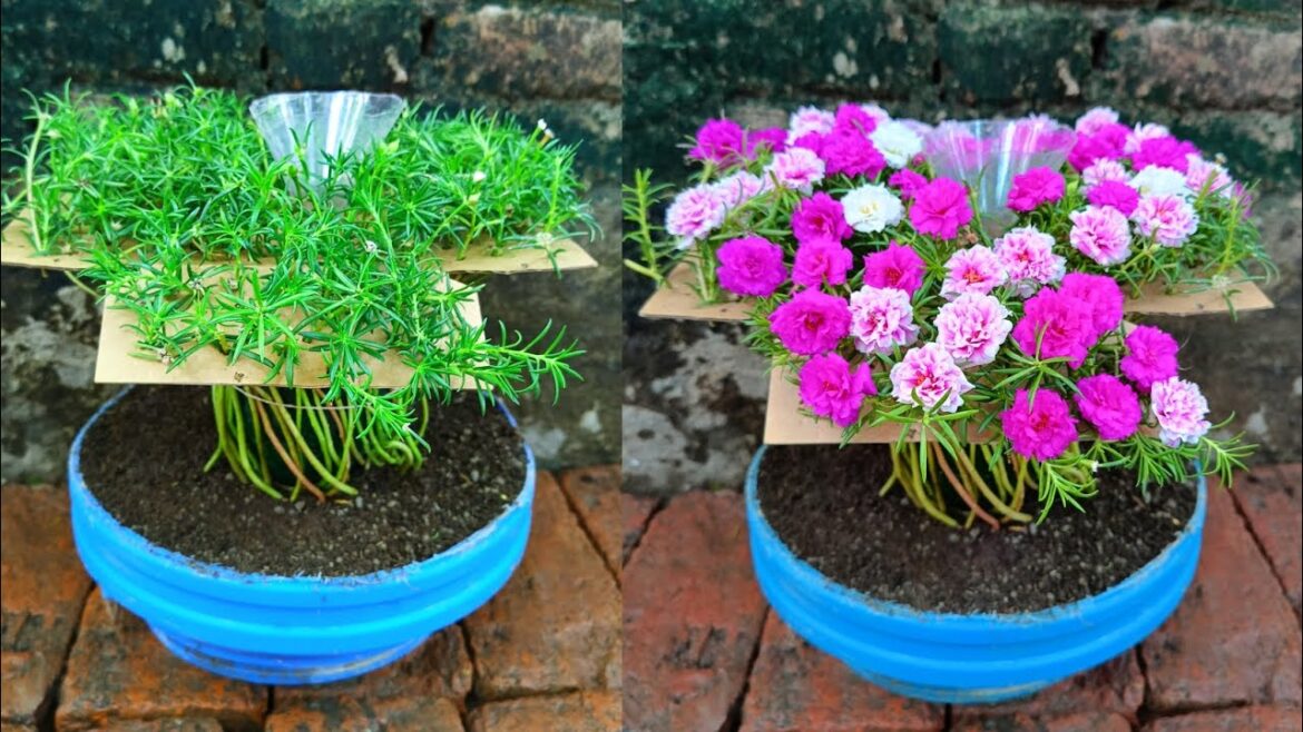 How to grow portulaca using cardboard #viralvideo