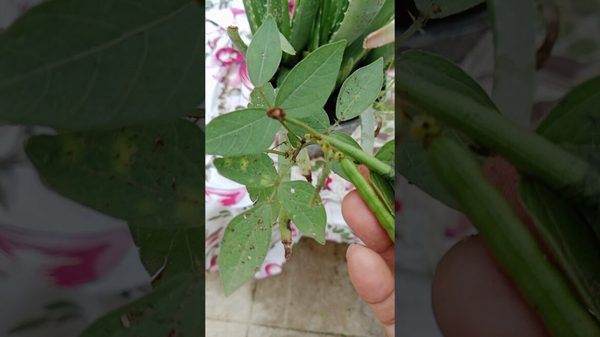 मुंग के पेड़ को फल्ली लगी है।#shorts#garden #viralshorts#plants मुंग के पेड़ को फल्ली लगी है।#shorts#garden #viralshorts#plants