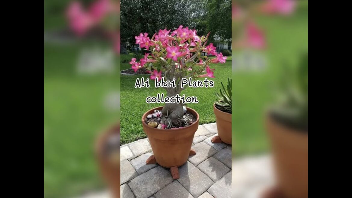 Outdoor Plants collection Beautiful Plants for front yard landscape.