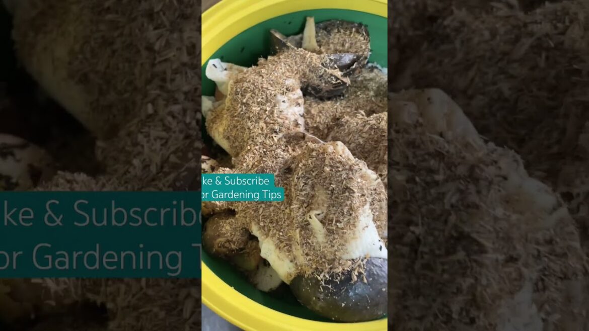 What is Bokashi and Why Use Bokashi Compost #gardeningtips #gardening #gardening101 #compost #garden