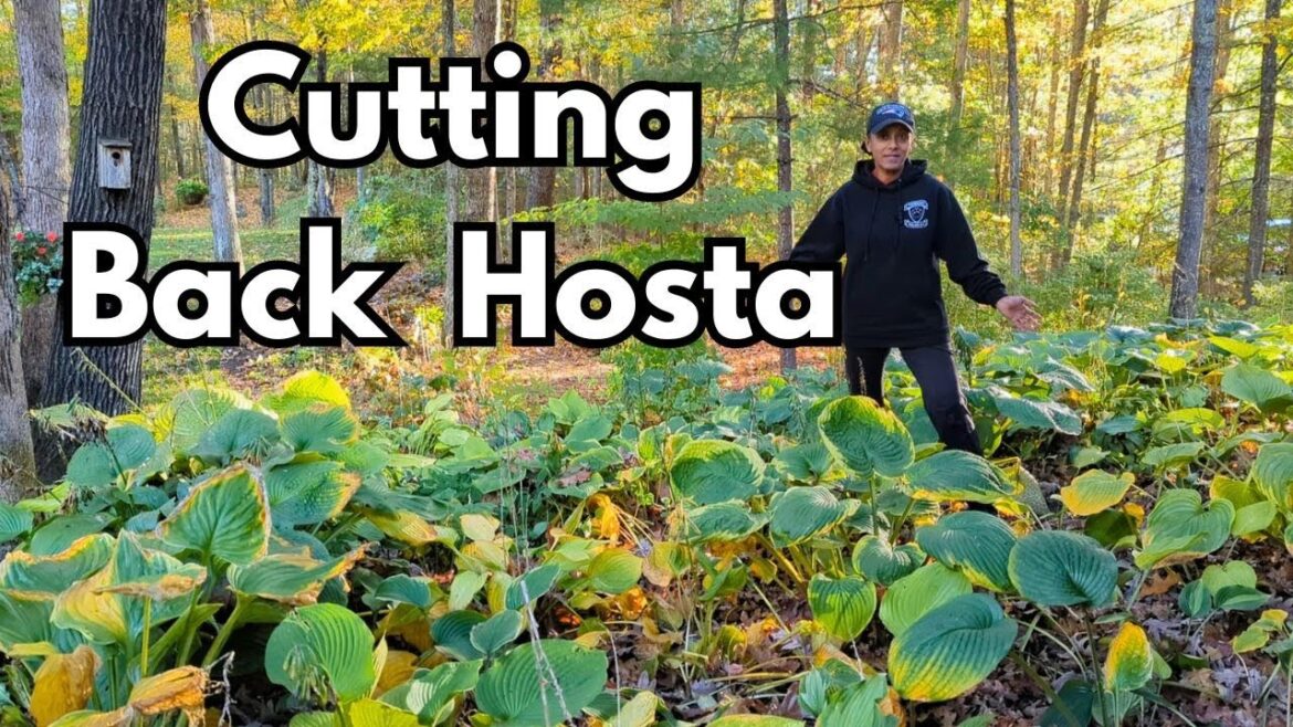 Why It’s Important To Cut Back Hosta in Fall 🌿 Shade Garden Fall Clean Up Why It's Important To Cut Back Hosta in Fall 🌿 Shade Garden Fall Clean Up