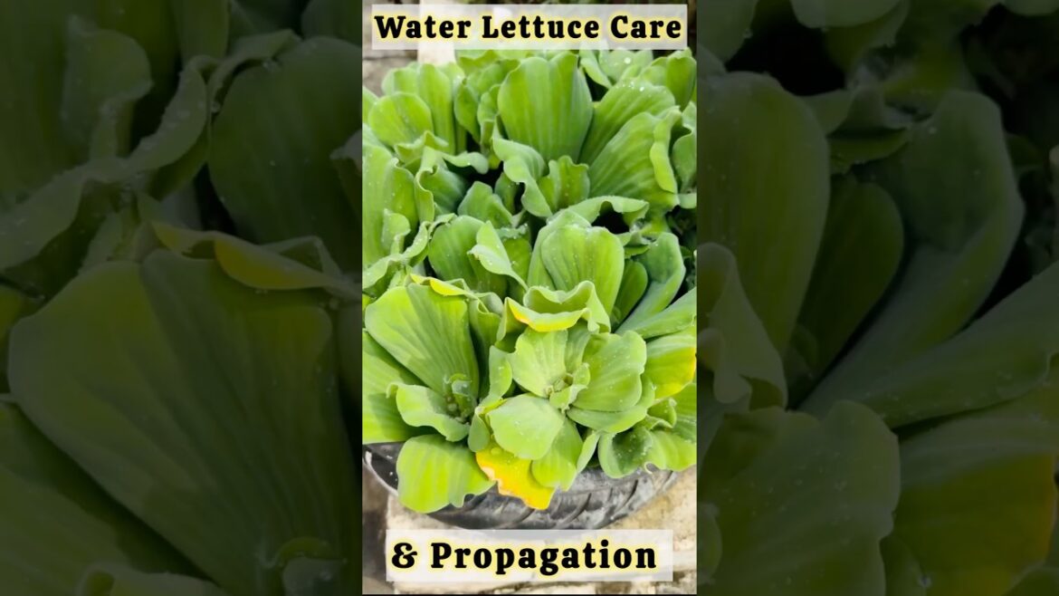 Water Lettuce Care || Propagation || #water #shorts