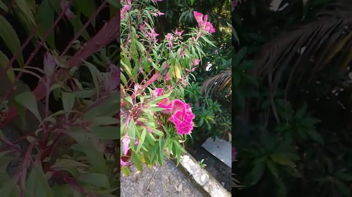 Aaj Ki Raat  #bollywood #song #newsong #music #foryou