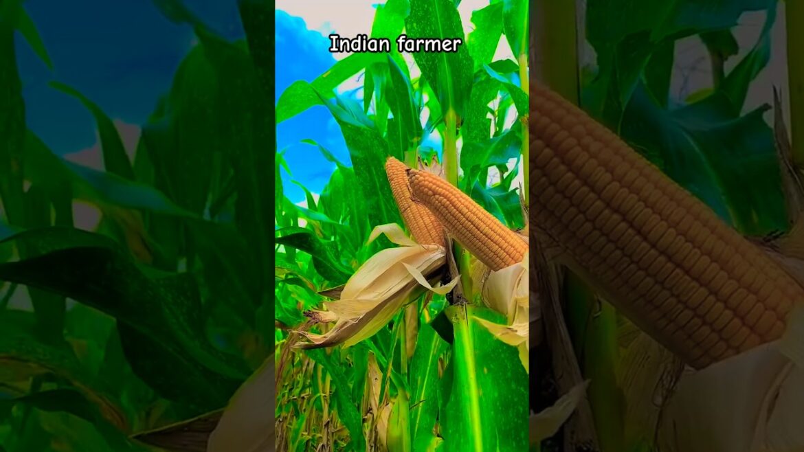 Farming stutas |farming reel |farming shorts | #shorts #viralshorts