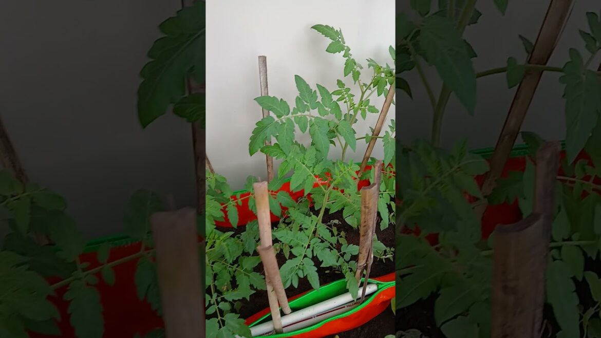 Tamato Garden on terrace #harishvlogs #terracegardentour #gardendesign #garden #terracetour #garden