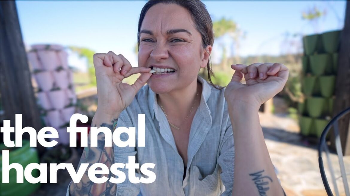 The Final Harvests | VLOG