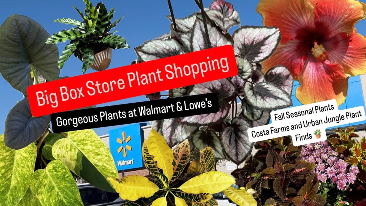 Big Box Store Plant Shopping Lowe's and Walmart Houseplants Restock and On Sale Plants Costa Farms