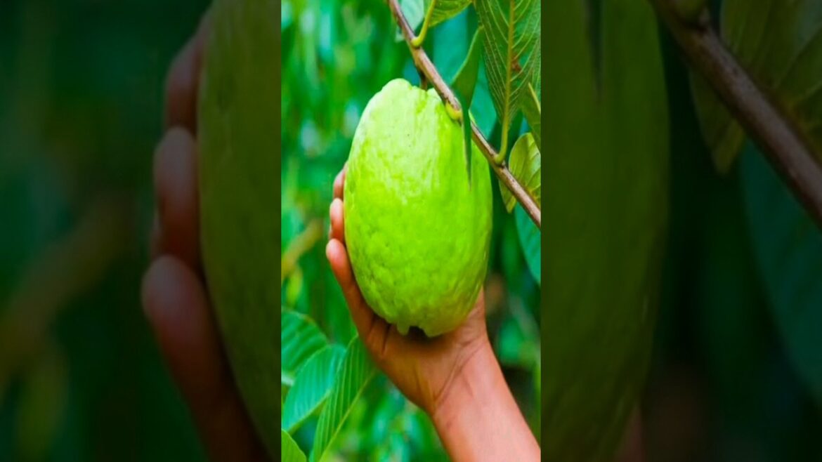 guva fruit Harvesting #youtubeshorts Beautiful #shorts #garden #rurallife #terracegardenharvest