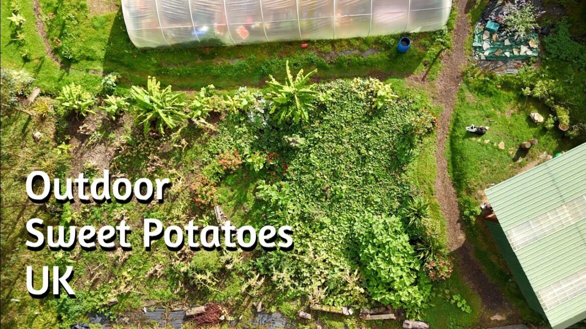 YES! You CAN Grow SWEET POTATOES in the UK – 6yr Timelapse YES! You CAN Grow SWEET POTATOES in the UK - 6yr Timelapse