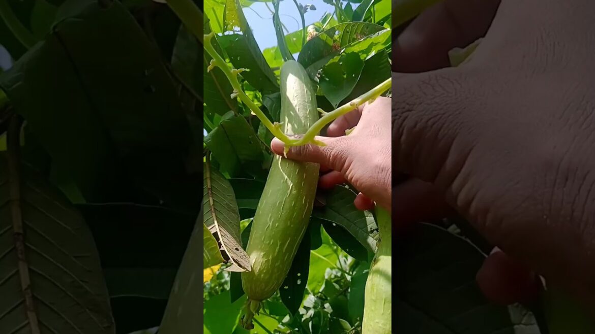 Green vegetable harvesting#740 #gardening#parkritisday#shorts#trending#short#harvest Green vegetable harvesting#740 #gardening#parkritisday#shorts#trending#short#harvest