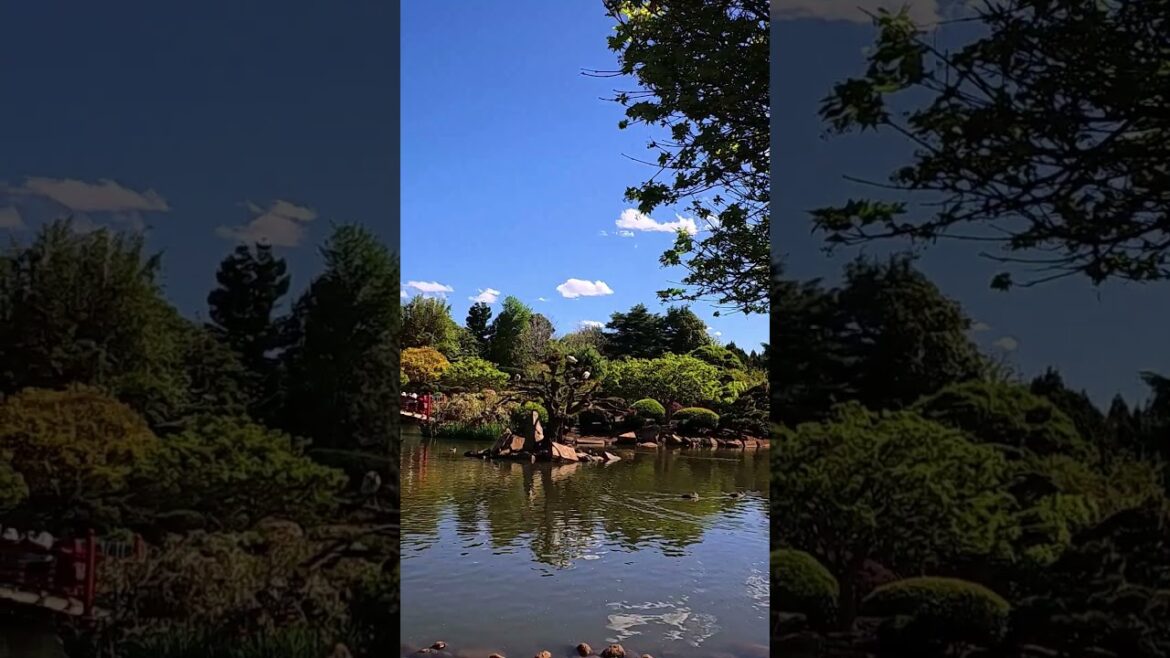 #mexicanfiesta Recorriendo Australia Japanese Garden #toowoomba #shorts. #mexicanfiesta Recorriendo Australia Japanese Garden #toowoomba #shorts.