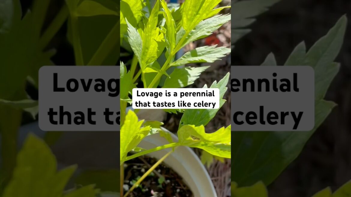 It’s like eating celery | Growing lovage #containergardening #herbs #perennial