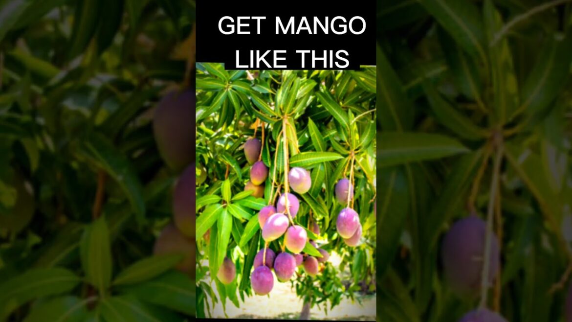 mango propagation at home in just one step #garden #fruit #propagation