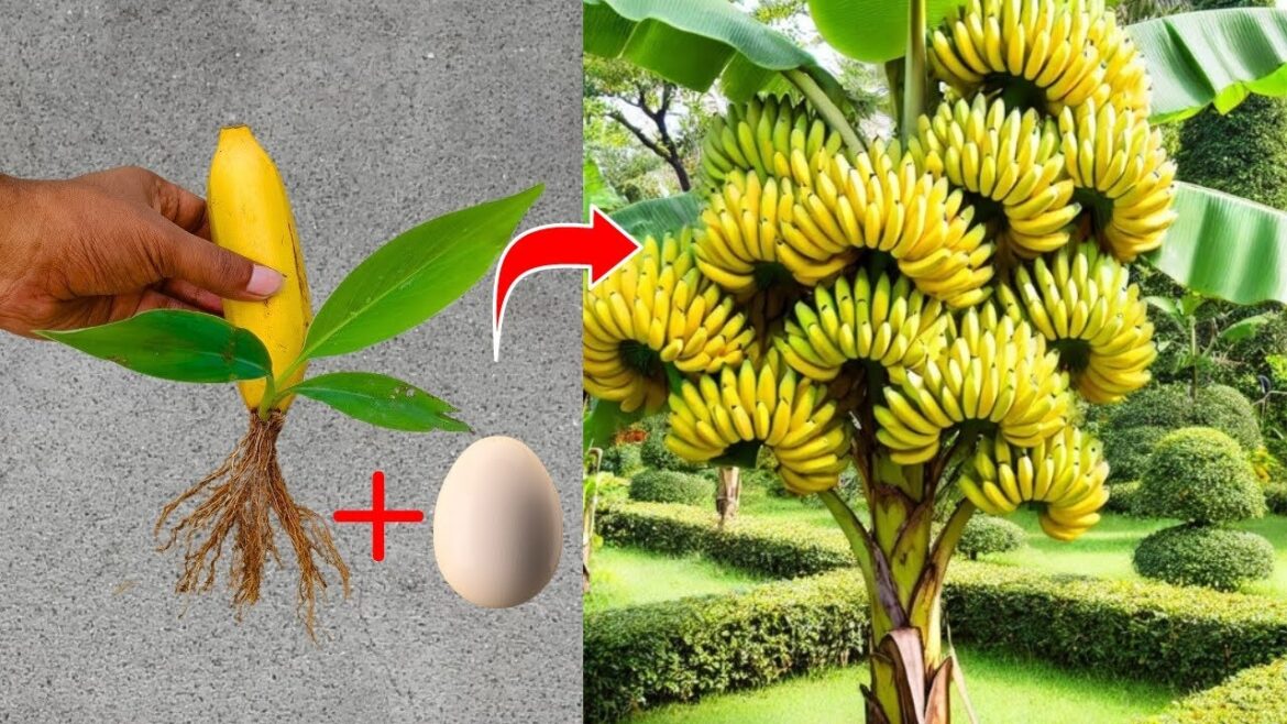 LIVE🔴🌿Grow Your Own Banana Republic: A Simple Method for Propagating Banana Trees at Home