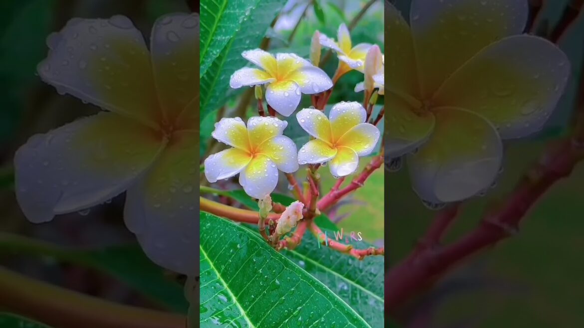 Love champa flower 🌹🌺#flowers #beauty #nature #garden #garden #look #viralvideo #trend #naturepictur