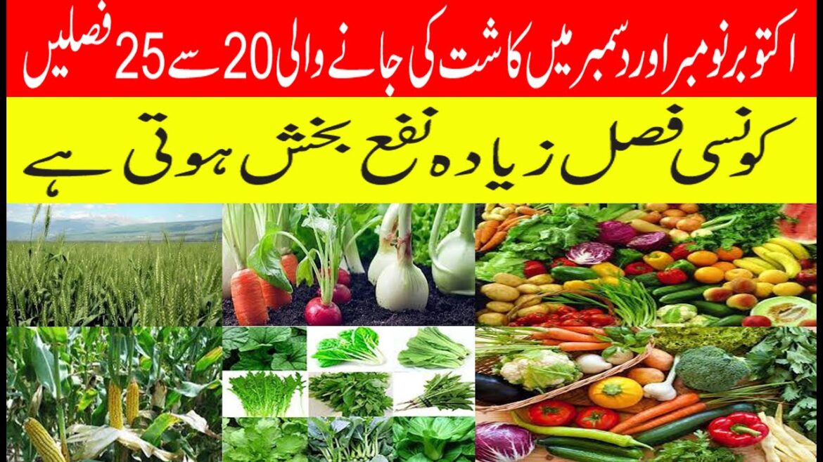 The MOST Profitable Crops to Grow in November and December!سردیوں میں کونسی بڑی فصلیں کاشت ہو تی ہے