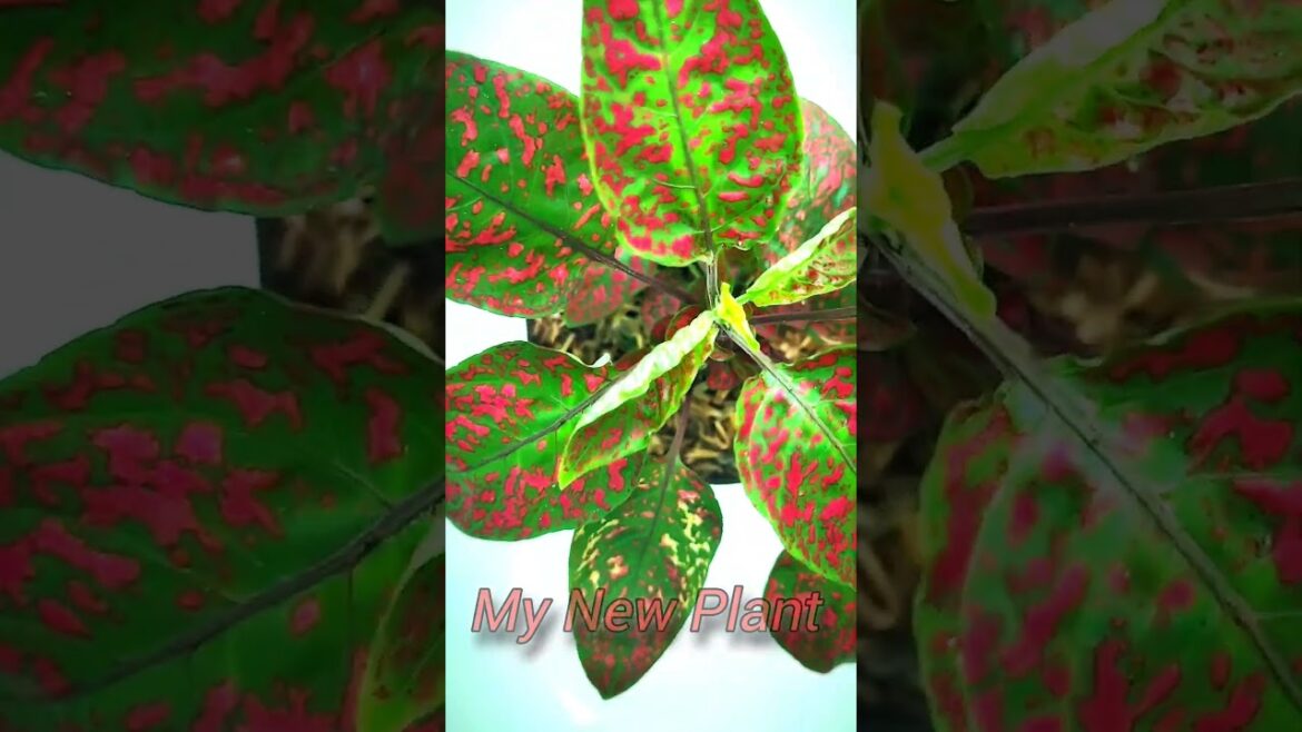 New Plant For My Garden| Gardening my Life #shortvideo #garden #gardening #shorts #indoorplants New Plant For My Garden| Gardening my Life #shortvideo #garden #gardening #shorts #indoorplants