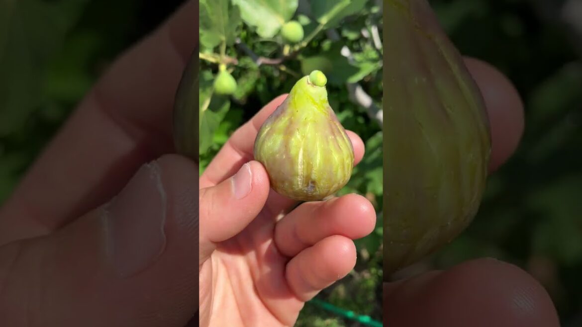 Cessac Fig - Matches Smith 100% #fig #figtree #figboss #gardeningtips #fruittrees